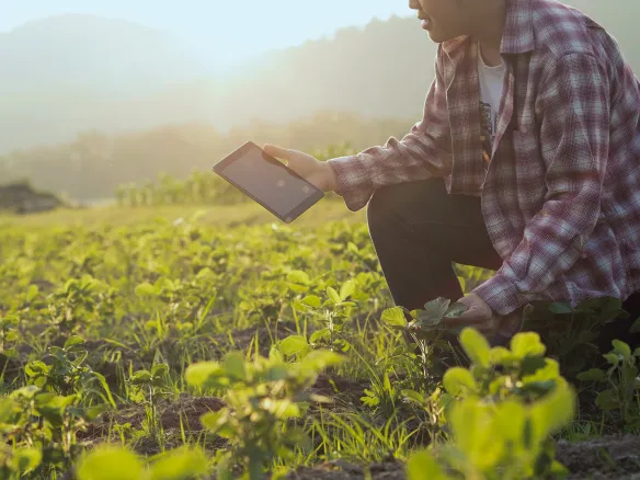 Crop health